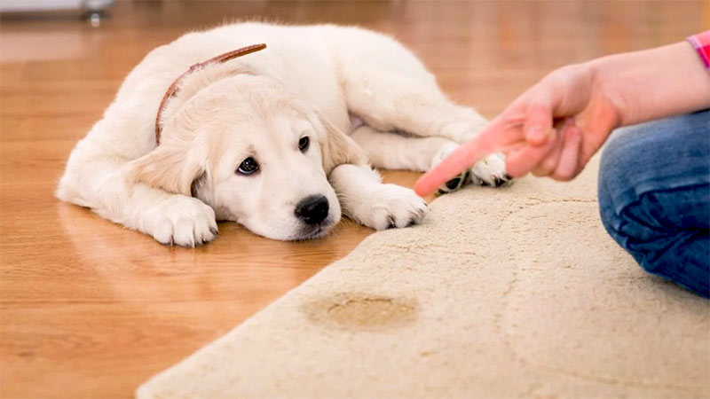 Dépoussiérage, dessablage et nettoyage de tapis et tapisserie en Belgique. - WATRINRESTAURE : Dépoussiérage et déssablage de tapis et tapisseries. Nettoyage de vos tapis et tapisseries. Nettoyage de tapis après les dégâts des animaux, mites … Livraison de tapis après restauration en Belgique
